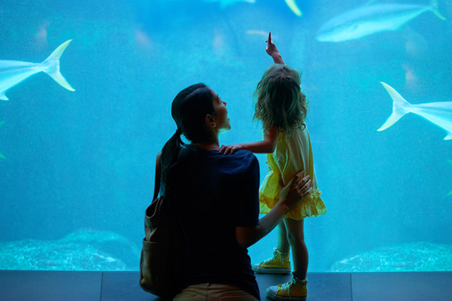 Ripleys Aquarium Of The Smokies